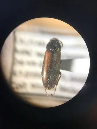 Dolotarsus lividus