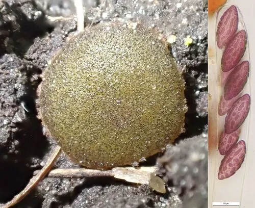 Ascobolus viridis