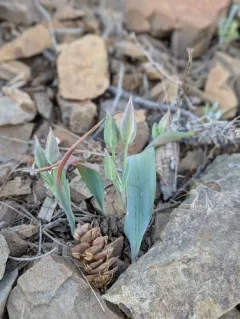 siskiyou mariposa lily thumbnail 4