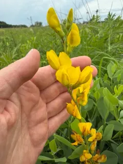 Yellow Wild Indigo thumbnail 3