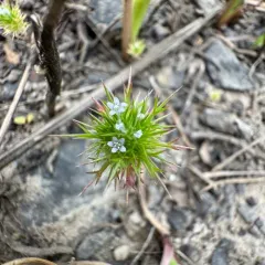 Willamette Navarretia thumbnail 4