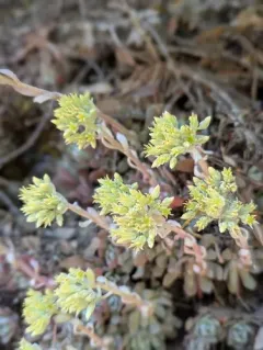 applegate stonecrop thumbnail 4