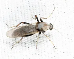 Sphaeromias longipennis thumbnail 2