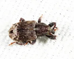 Buttonbush Weevil thumbnail 3