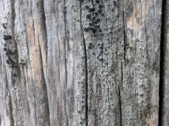 Cupped Soot Lichen thumbnail 3