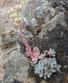 roseflower stonecrop thumbnail 4
