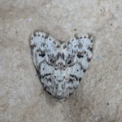 Little Shaded Lichen Moth thumbnail 2