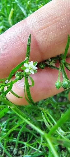 Japanese Pearlwort