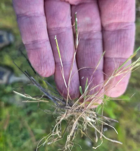 Barb Grass