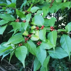 Amur honeysuckle thumbnail 1