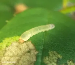Rose Slug Sawfly thumbnail 4