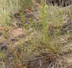 Tarragon thumbnail 4