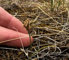 Needleleaf sedge thumbnail 3