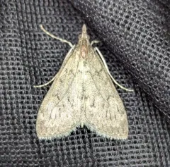 Dusky Saucrobotys Moth thumbnail 1