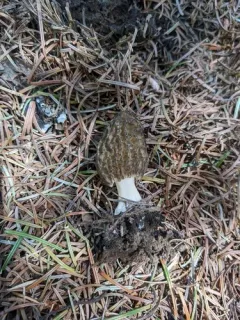 Morchella septimelata thumbnail 3