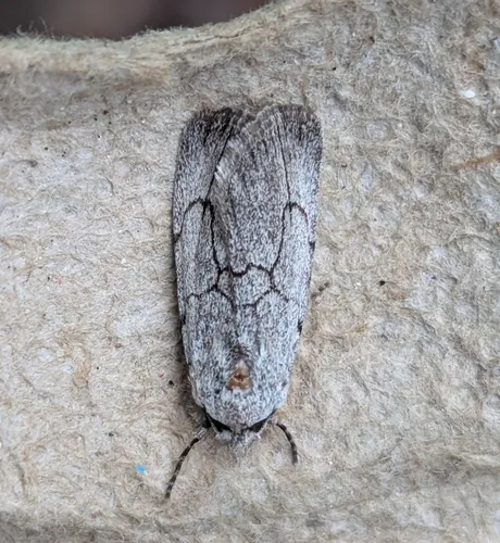 Sympistis semicollaris