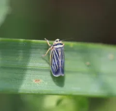 Amblysellus curtisii thumbnail 4