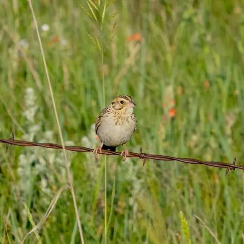 Baird's Sparrow