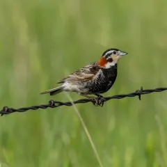 Chestnut-collared Longspur thumbnail 1