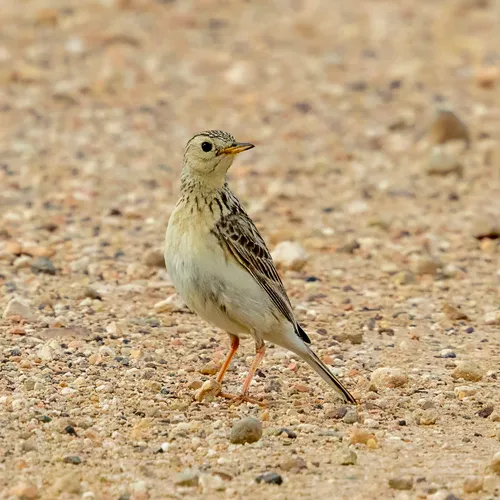 Sprague's Pipit