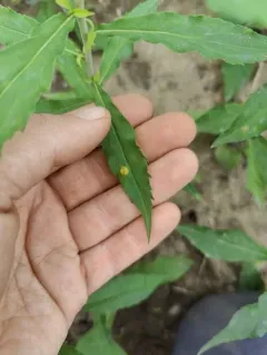 Puccinia dioicae thumbnail 3