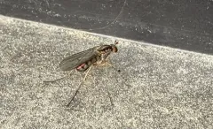 Dolichopus longipennis thumbnail 2