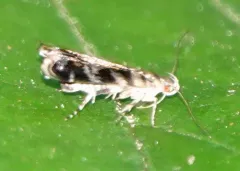 Holophysis emblemella thumbnail 3