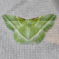 Showy Emerald thumbnail 2