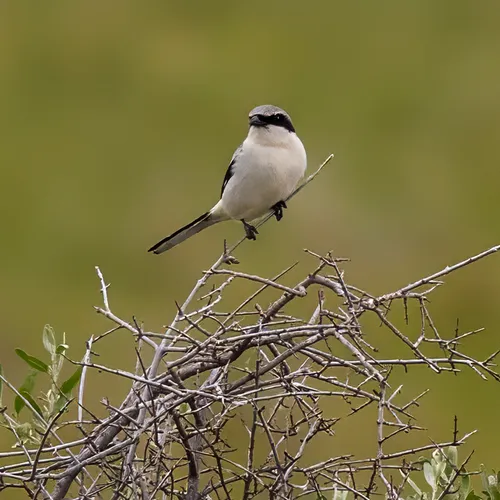 Loggerhead Shrike