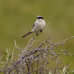 Loggerhead Shrike thumbnail 1