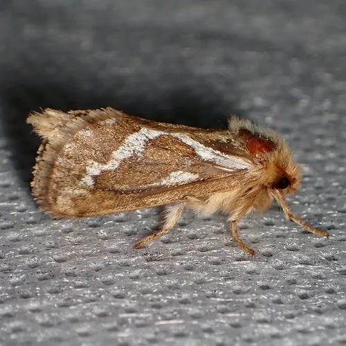 Common Swift Moth