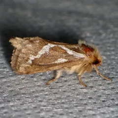 Common Swift Moth thumbnail 1