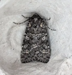 Great Black Dart thumbnail 2