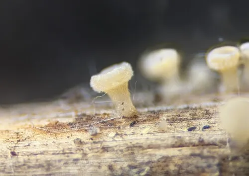 Cyathicula cyathoidea
