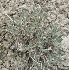 few-flower buckwheat thumbnail 4