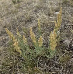 Gardner's Saltbush thumbnail 3