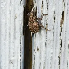 Dyslobus granicollis thumbnail 3