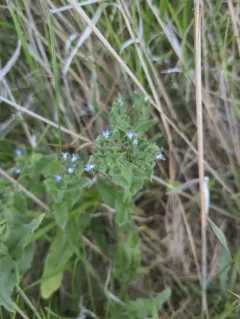 small bugloss thumbnail 4