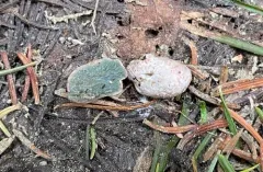 Phallogaster phillipsii thumbnail 1