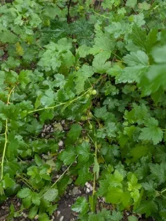European gooseberry thumbnail 4