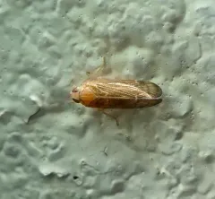 Haplaxius pictifrons thumbnail 3