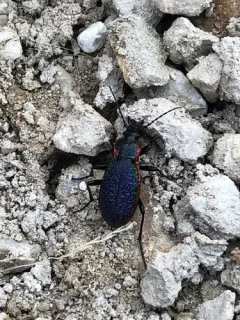 Carabus vietinghoffii thumbnail 4