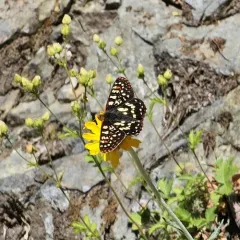 Variable Checkerspot thumbnail 4
