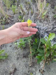 small-flower prairie wallflower thumbnail 3