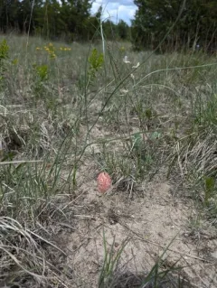 Painted Milkvetch thumbnail 4