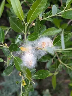 Geyer's willow thumbnail 4
