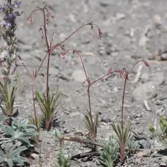 Spurry Buckwheat thumbnail 3