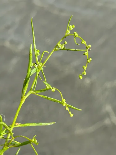 Smooth Goosefoot