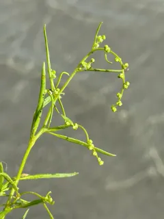 Smooth Goosefoot thumbnail 1
