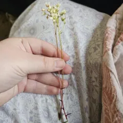 Prickly Saxifrage thumbnail 2